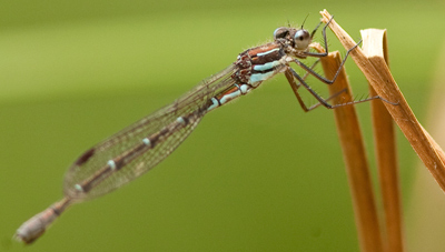 Austrolestes psyche